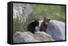 Black Bear Two Cubs Playing on Rocks-null-Framed Stretched Canvas