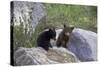 Black Bear Two Cubs Playing on Rocks-null-Stretched Canvas