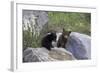 Black Bear Two Cubs Playing on Rocks-null-Framed Photographic Print