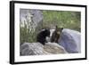 Black Bear Two Cubs Playing on Rocks-null-Framed Photographic Print