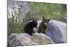 Black Bear Two Cubs Playing on Rocks-null-Mounted Photographic Print