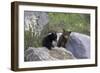 Black Bear Two Cubs Playing on Rocks-null-Framed Photographic Print