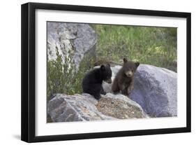 Black Bear Two Cubs Playing on Rocks-null-Framed Photographic Print