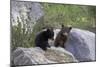 Black Bear Two Cubs Playing on Rocks-null-Mounted Photographic Print