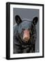 Black Bear Up Close-Lantern Press-Framed Art Print