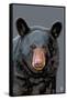 Black Bear Up Close-Lantern Press-Framed Stretched Canvas