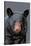 Black Bear Up Close-Lantern Press-Stretched Canvas