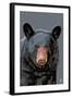 Black Bear Up Close-Lantern Press-Framed Art Print