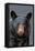 Black Bear Up Close-Lantern Press-Framed Stretched Canvas