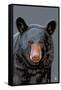 Black Bear Up Close-Lantern Press-Framed Stretched Canvas