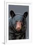 Black Bear Up Close-Lantern Press-Framed Art Print