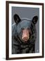 Black Bear Up Close-Lantern Press-Framed Art Print