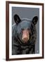 Black Bear Up Close-Lantern Press-Framed Art Print