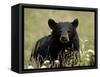 Black Bear (Ursus Americanus), Alaska Highway, British Columbia, Canada, North America-null-Framed Stretched Canvas