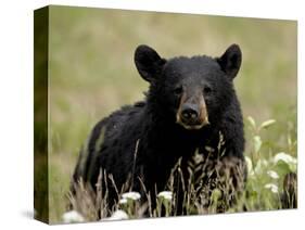 Black Bear (Ursus Americanus), Alaska Highway, British Columbia, Canada, North America-null-Stretched Canvas