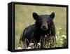 Black Bear (Ursus Americanus), Alaska Highway, British Columbia, Canada, North America-null-Framed Stretched Canvas
