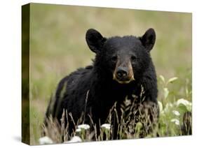 Black Bear (Ursus Americanus), Alaska Highway, British Columbia, Canada, North America-null-Stretched Canvas