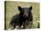 Black Bear (Ursus Americanus), Alaska Highway, British Columbia, Canada, North America-null-Stretched Canvas