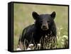 Black Bear (Ursus Americanus), Alaska Highway, British Columbia, Canada, North America-null-Framed Stretched Canvas