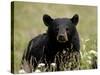 Black Bear (Ursus Americanus), Alaska Highway, British Columbia, Canada, North America-null-Stretched Canvas