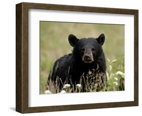 Black Bear (Ursus Americanus), Alaska Highway, British Columbia, Canada, North America-null-Framed Photographic Print