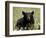 Black Bear (Ursus Americanus), Alaska Highway, British Columbia, Canada, North America-null-Framed Photographic Print