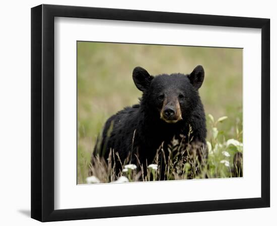 Black Bear (Ursus Americanus), Alaska Highway, British Columbia, Canada, North America-null-Framed Photographic Print