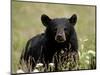 Black Bear (Ursus Americanus), Alaska Highway, British Columbia, Canada, North America-null-Mounted Photographic Print