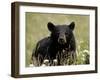 Black Bear (Ursus Americanus), Alaska Highway, British Columbia, Canada, North America-null-Framed Photographic Print