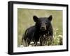 Black Bear (Ursus Americanus), Alaska Highway, British Columbia, Canada, North America-null-Framed Photographic Print