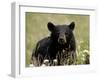 Black Bear (Ursus Americanus), Alaska Highway, British Columbia, Canada, North America-null-Framed Photographic Print