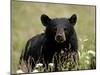 Black Bear (Ursus Americanus), Alaska Highway, British Columbia, Canada, North America-null-Mounted Photographic Print