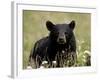 Black Bear (Ursus Americanus), Alaska Highway, British Columbia, Canada, North America-null-Framed Photographic Print