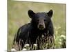 Black Bear (Ursus Americanus), Alaska Highway, British Columbia, Canada, North America-null-Mounted Photographic Print