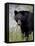 Black Bear (Ursus Americanus), Banff National Park, Alberta, Canada, North America-James Hager-Framed Stretched Canvas