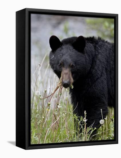 Black Bear (Ursus Americanus), Banff National Park, Alberta, Canada, North America-James Hager-Framed Stretched Canvas