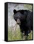 Black Bear (Ursus Americanus), Banff National Park, Alberta, Canada, North America-James Hager-Framed Stretched Canvas