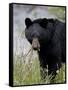 Black Bear (Ursus Americanus), Banff National Park, Alberta, Canada, North America-James Hager-Framed Stretched Canvas