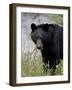 Black Bear (Ursus Americanus), Banff National Park, Alberta, Canada, North America-James Hager-Framed Photographic Print