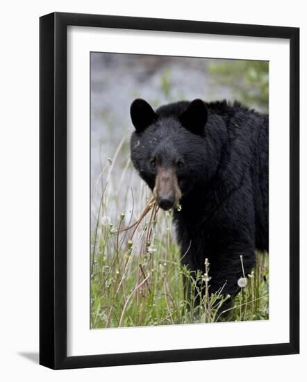 Black Bear (Ursus Americanus), Banff National Park, Alberta, Canada, North America-James Hager-Framed Photographic Print