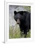 Black Bear (Ursus Americanus), Banff National Park, Alberta, Canada, North America-James Hager-Framed Photographic Print