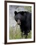 Black Bear (Ursus Americanus), Banff National Park, Alberta, Canada, North America-James Hager-Framed Photographic Print