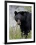 Black Bear (Ursus Americanus), Banff National Park, Alberta, Canada, North America-James Hager-Framed Photographic Print