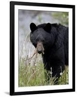 Black Bear (Ursus Americanus), Banff National Park, Alberta, Canada, North America-James Hager-Framed Photographic Print