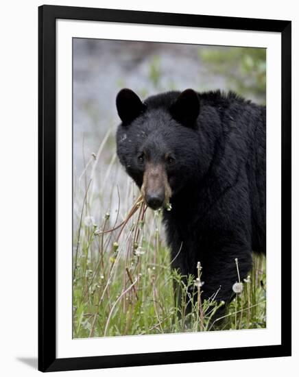 Black Bear (Ursus Americanus), Banff National Park, Alberta, Canada, North America-James Hager-Framed Photographic Print