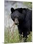 Black Bear (Ursus Americanus), Banff National Park, Alberta, Canada, North America-James Hager-Mounted Photographic Print