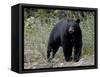 Black Bear (Ursus Americanus), Banff National Park, Alberta, Canada, North America-null-Framed Stretched Canvas