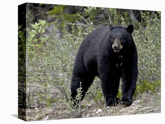 Black Bear (Ursus Americanus), Banff National Park, Alberta, Canada, North America-null-Stretched Canvas