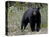 Black Bear (Ursus Americanus), Banff National Park, Alberta, Canada, North America-null-Stretched Canvas