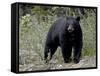 Black Bear (Ursus Americanus), Banff National Park, Alberta, Canada, North America-null-Framed Stretched Canvas
